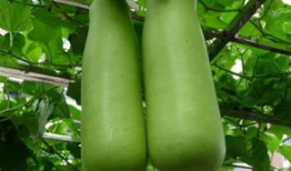 南充吃瓜爆料公司电话是多少,电话号码大公开！