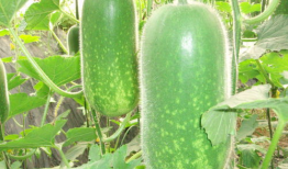 红料吃瓜爆料图片高清,高清爆料图背后的惊人真相揭秘